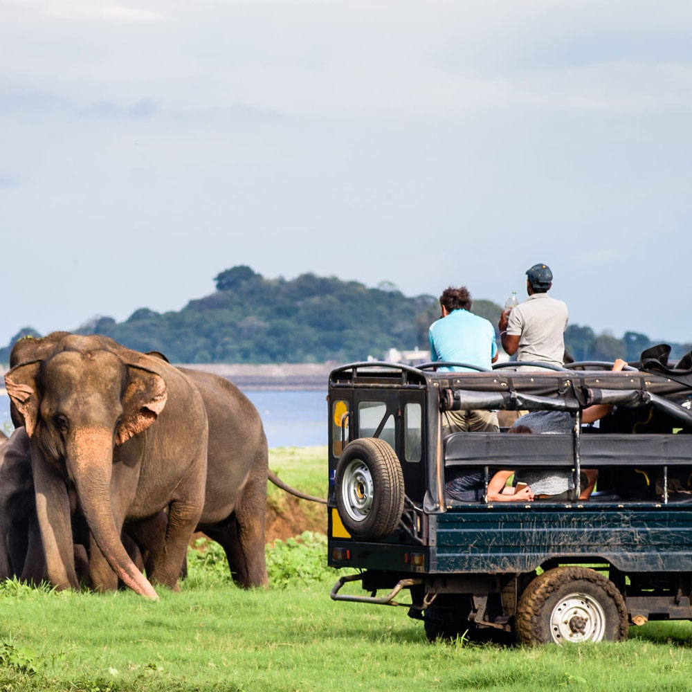 Wildlife Safaris